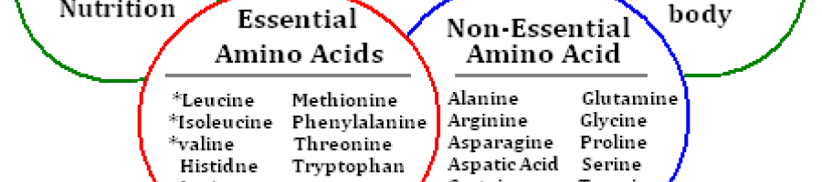 Всичко за аминокиселините – част 2