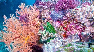 Кораловият калций и живата вода