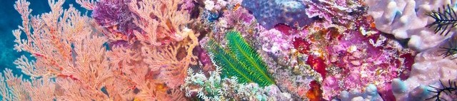 Кораловият калций и живата вода Кораловият калций и живата вода