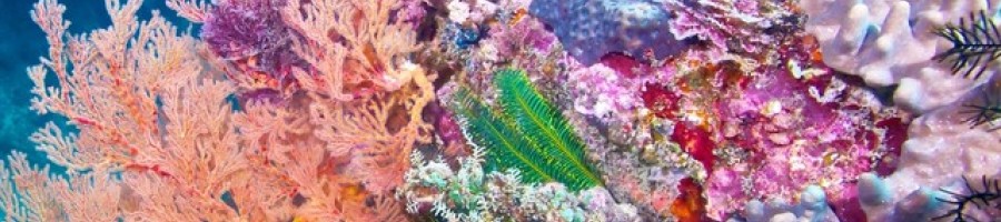 Кораловият калций и живата вода