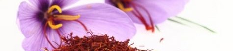 Шафранът – царската подправка