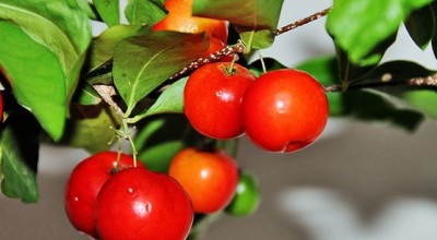 Ацерола – мощен антиоксидант
