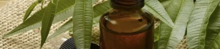 Какво е полезно да знаем за маслото от чаено дърво?