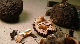 Ползи на черния орех за здравето