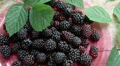 Къпини – здравословни ползи
