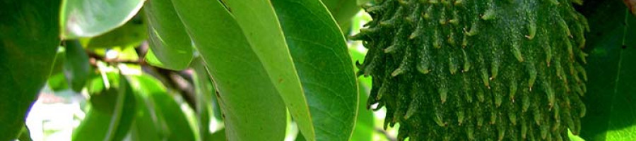 Гуанабана – чудотворно растение с много полезни ефекти