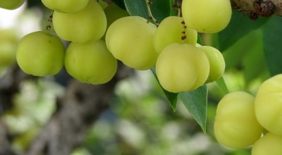 Амла – екзотичен плод с хиляди ползи