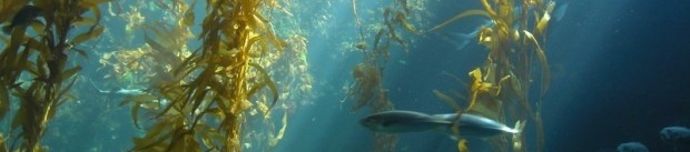 Келп – натурален йод от кафяви водорасли Келп – натурален йод от кафяви водорасли