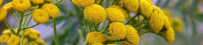 Моминска вратига – кога и как да използваме това природно чудо?