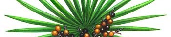 Сереноа репенс (Сао Палмето) – полезен за мъже и жени Сереноа репенс (Сао Палмето) – полезен за мъже и жени