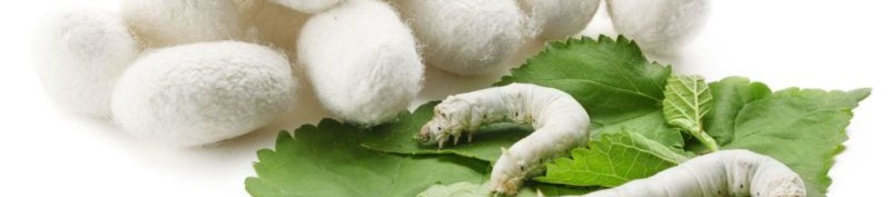 Serrapeptase – най-мощният естествен заместител в медицината