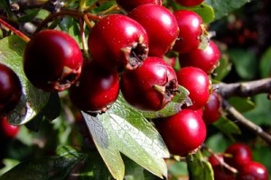 Глог – с какво е полезен и какви са неговите лечебни свойства?