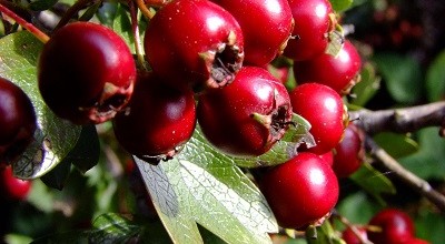 Глог – с какво е полезен и какви са неговите лечебни свойства?