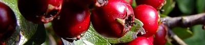 Глог – с какво е полезен и какви са неговите лечебни свойства?