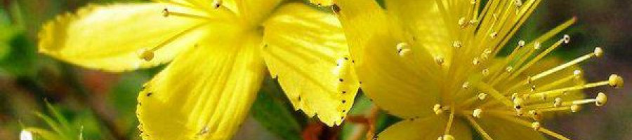 Многостранно полезната билка Жълт кантарион