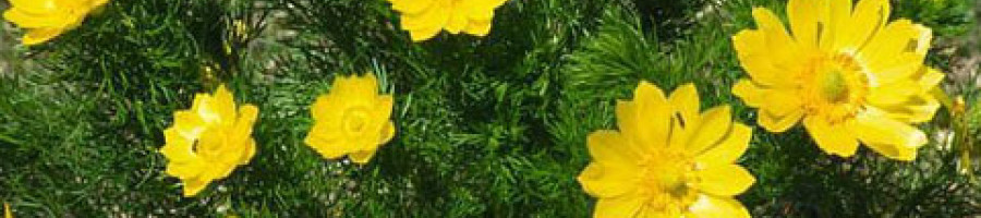 Пролетен горицвет – страхотна билка със супер сили