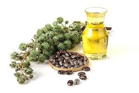 Рициново масло – свойства и употреба