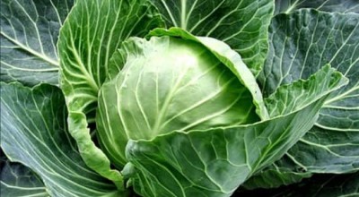 Зелето – вкусен и изключително полезен зеленчук! – част 1