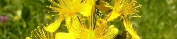 Вълшебната билка звъника Вълшебната билка звъника