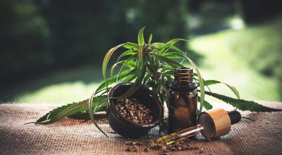 10 причини защо да използвате CBD масло за Вашето куче?