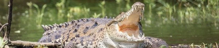 Крокодилска мас - ползи за здравето