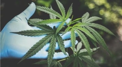Канабидиол (CBD) – действие, ползи, странични ефекти, насоки за употреба