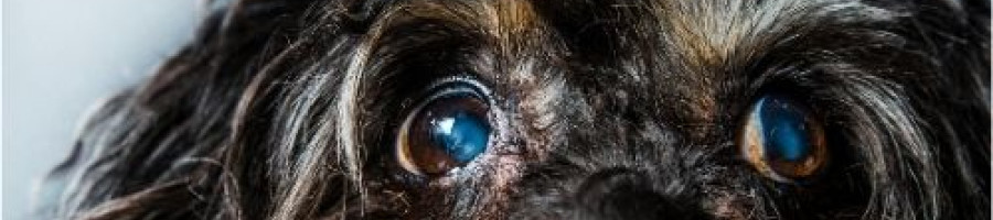 Какво представлява катарактата при кучетата и какви методи за лечение да използвате?