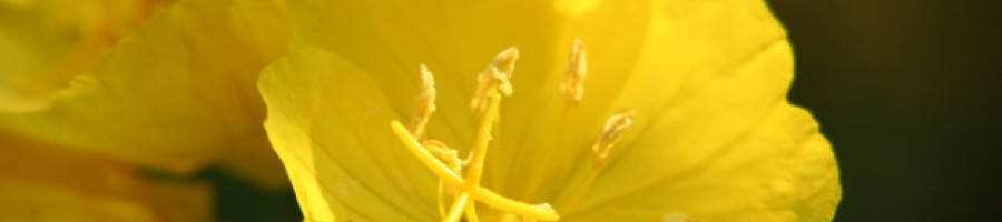 Вечерна иглика - малкото жълто цвете с големи ползи за здравето!