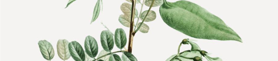 Сена листа (Майчин лист) - вълшебната билка за отслабване или прочистване?