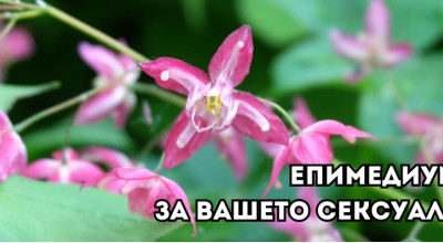 Епимедиум / Разгонен Козел 500 мг 60 веган капсули | Nature's Way