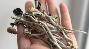 Култивирани гъби – хранително и лечебно значение Култивирани гъби – хранително и лечебно значение