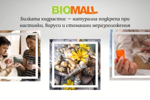 Хидрастис (златен корен): Естествена подкрепа за имунитета и храносмилането