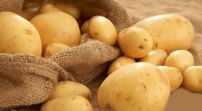Кореноплодни растения – Картофи