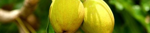 Масло от Ший (Карите) – полезен за кожата и кожните проблеми