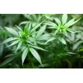 CBD E-Liquid 30 мг 10 мл | Provacan CBD E-Liquid 30 мг 10 мл | ProvacanПроизведена от 100% сурови, естествени съставки, без добавки или консерванти
Извлича се от растения от коноп без ГМО, отглеждани в сертифицирани биологични ферми в ЕС
Лабора CBD E-Liquid 30 мг 10 мл | Provacan Произведена от 100% сурови, естествени съставки, без добавки или консерванти Извлича се от растения от коноп без ГМО, отглеждани в сертифицирани биологични ферми в ЕС Лабор CBD E-Liquid 30 мг 10 мл | Provacan Произведен