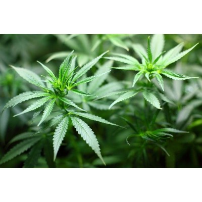 CBD E-Liquid 30 мг 10 мл | Provacan Произведена от 100% сурови, естествени съставки, без добавки или консерванти Извлича се от растения от коноп без ГМО, отглеждани в сертифицирани биологични ферми в ЕС Лабор CBD E-Liquid 30 мг 10 мл | Provacan Произведен