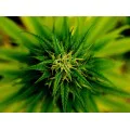 CBD E-Liquid 30 мг 10 мл | Provacan CBD E-Liquid 30 мг 10 мл | ProvacanПроизведена от 100% сурови, естествени съставки, без добавки или консерванти
Извлича се от растения от коноп без ГМО, отглеждани в сертифицирани биологични ферми в ЕС
Лабора CBD E-Liquid 30 мг 10 мл | Provacan Произведена от 100% сурови, естествени съставки, без добавки или консерванти Извлича се от растения от коноп без ГМО, отглеждани в сертифицирани биологични ферми в ЕС Лабор CBD E-Liquid 30 мг 10 мл | Provacan Произведен