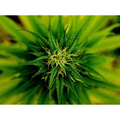 CBD E-Liquid 30 мг 10 мл | Provacan Произведена от 100% сурови, естествени съставки, без добавки или консерванти Извлича се от растения от коноп без ГМО, отглеждани в сертифицирани биологични ферми в ЕС Лабор CBD E-Liquid 30 мг 10 мл | Provacan Произведен