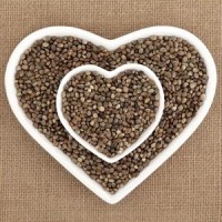 Конопени семена – как да ги консумираме и какви са техните ползи?