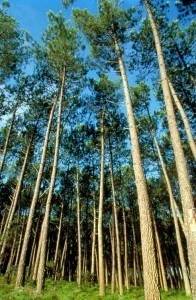 Пикногенол капсули на Now Foods на супер цена помага за неутрализирането на свободните радикали в организма.
