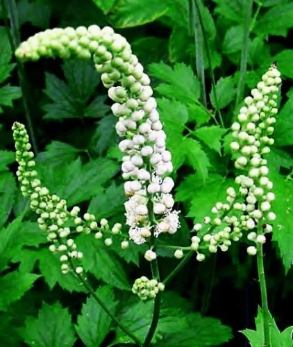Black Cohosh - черен кохош капсули на добра цена помага на жените през периода на менопауза.