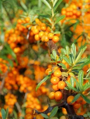 Omega 7 Sea Buckthorn Oil на изгодна цена подпомага имунната система