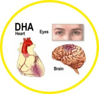 Витамини за бременни PreNatal + DHA на 21 Century помага за правилното развитие на мозъка, ретината и нервната система на бебето.