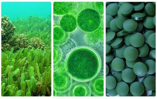 Хлорела таблетки на Rainforest Foods на страхотна цена е мощен стимулатор