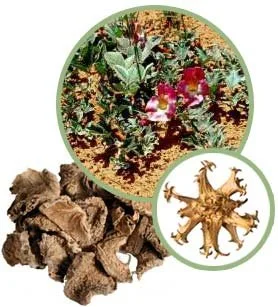 Дяволският нокът (Harpagophytum procumbens) представлява многогодишно растение и има красиви цветове.