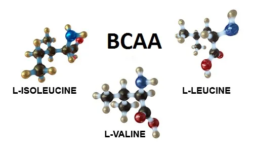 Изолевцинът спада към групата на аминокиселините с разклонена верига (BCAA’s).