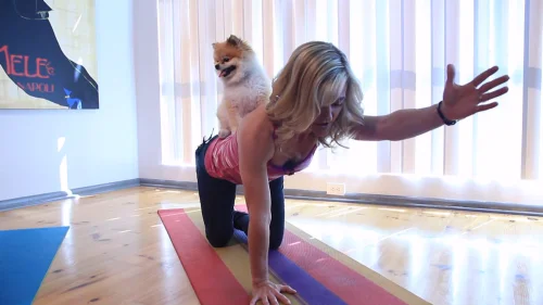 Doga на практика е йога, изпълнявана с вашия домашен любимец куче.
