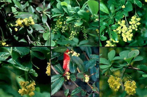 Berberis aristata е добър източник на Берберин