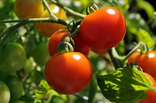 Зрелите домати се познават по цвета на дръжката и са по--вкусни не много студени