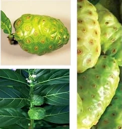 Нони носи научното название Morinda Citrifolia - плодовете нони традиционно се използват за лечение на много болести.